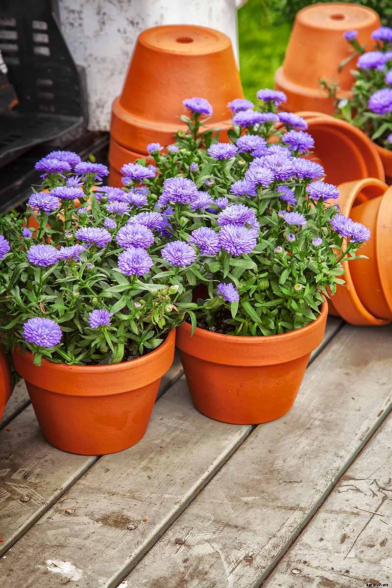 5 Tips for Growing Asters in Containers