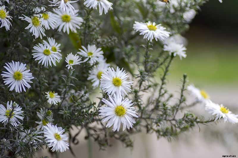 5 Tips for Growing Asters in Containers