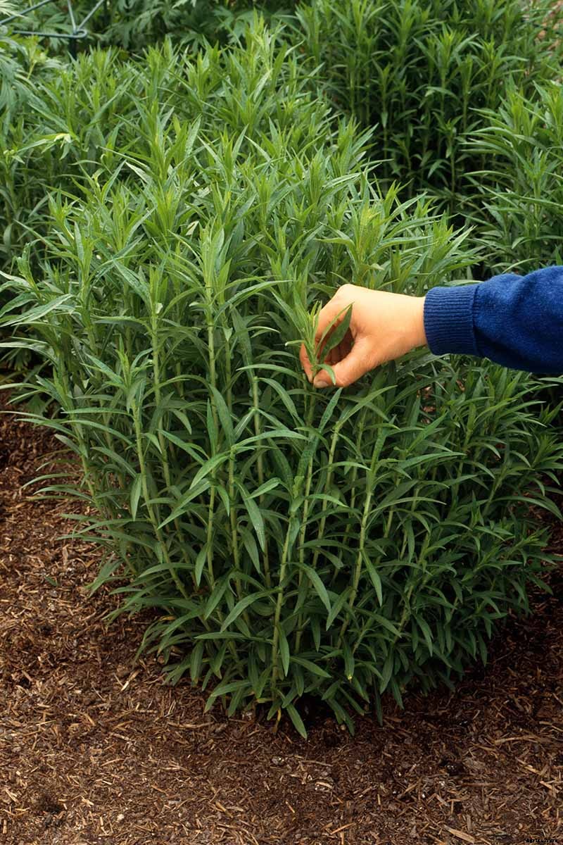 5 Tips for Growing Asters in Containers