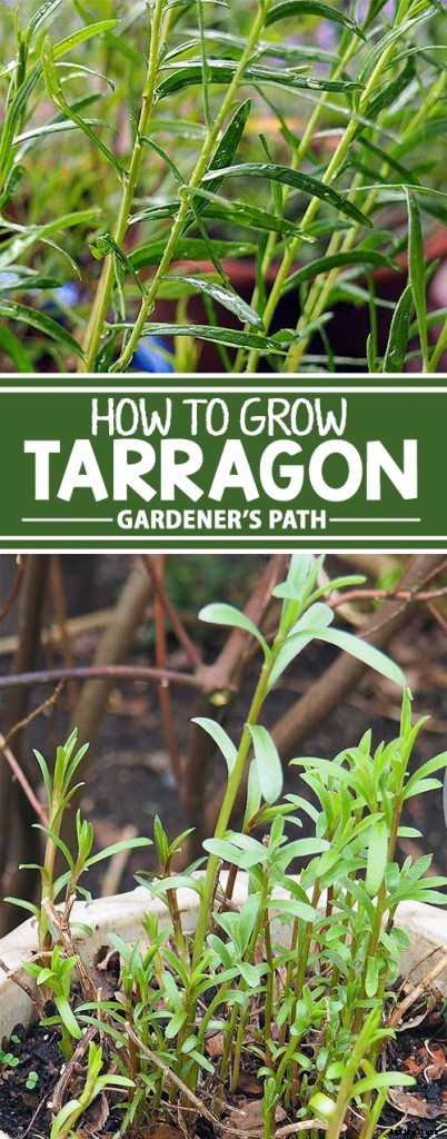 How to Grow and Care for French Tarragon