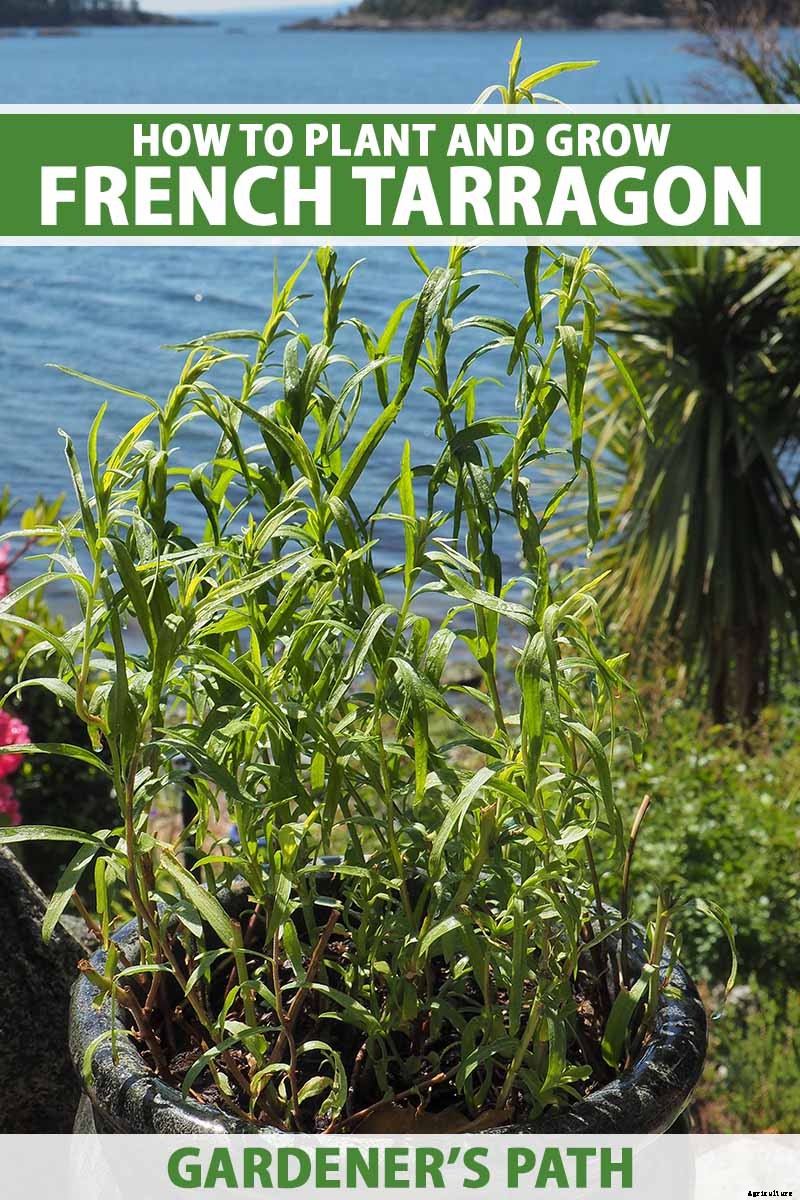 How to Grow and Care for French Tarragon
