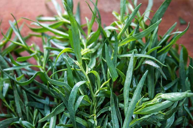 How to Grow and Care for French Tarragon