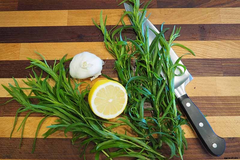 How to Grow and Care for French Tarragon