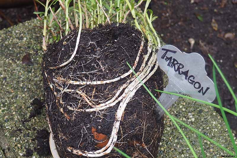 How to Grow and Care for French Tarragon