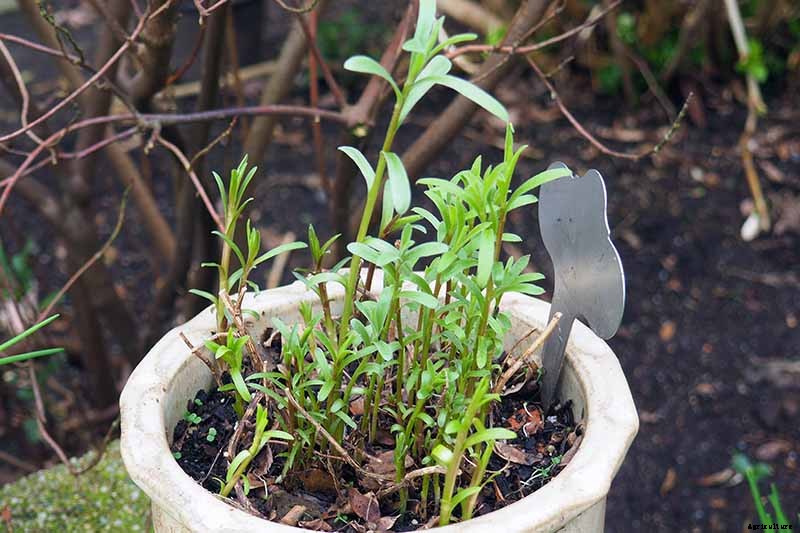 How to Grow and Care for French Tarragon