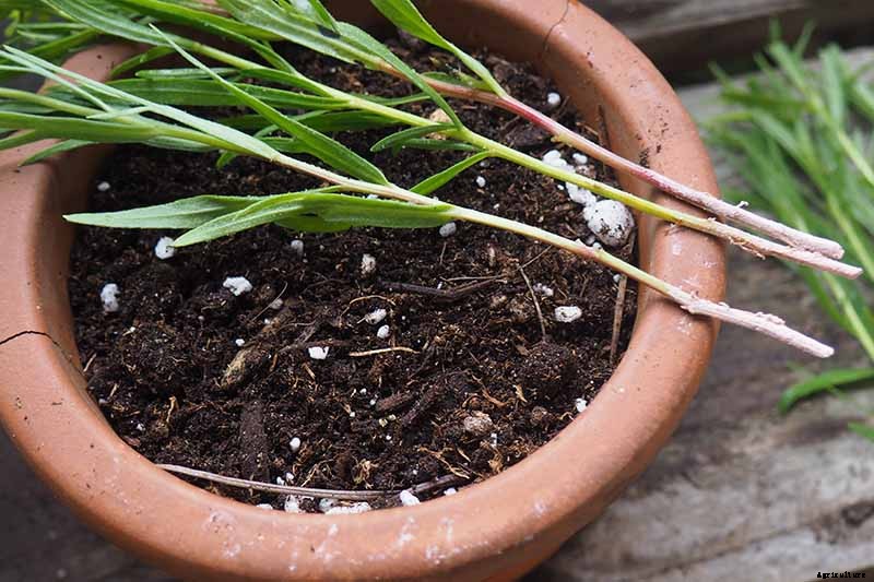 How to Grow and Care for French Tarragon