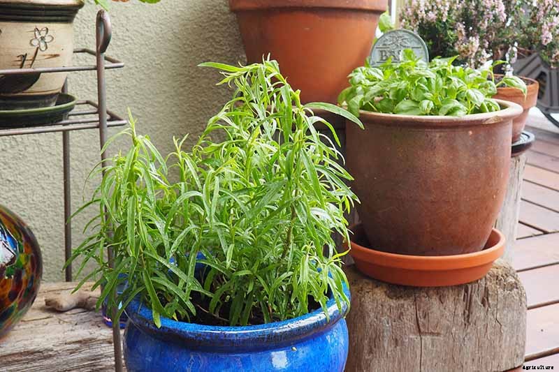 How to Grow and Care for French Tarragon