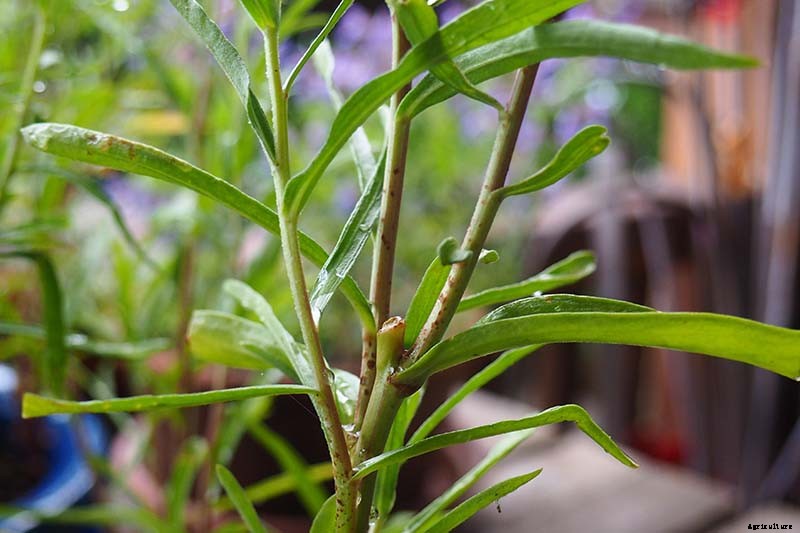 How to Grow and Care for French Tarragon