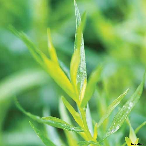 How to Grow and Care for French Tarragon