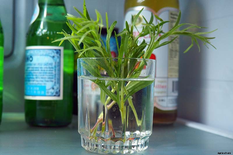 How to Grow and Care for French Tarragon