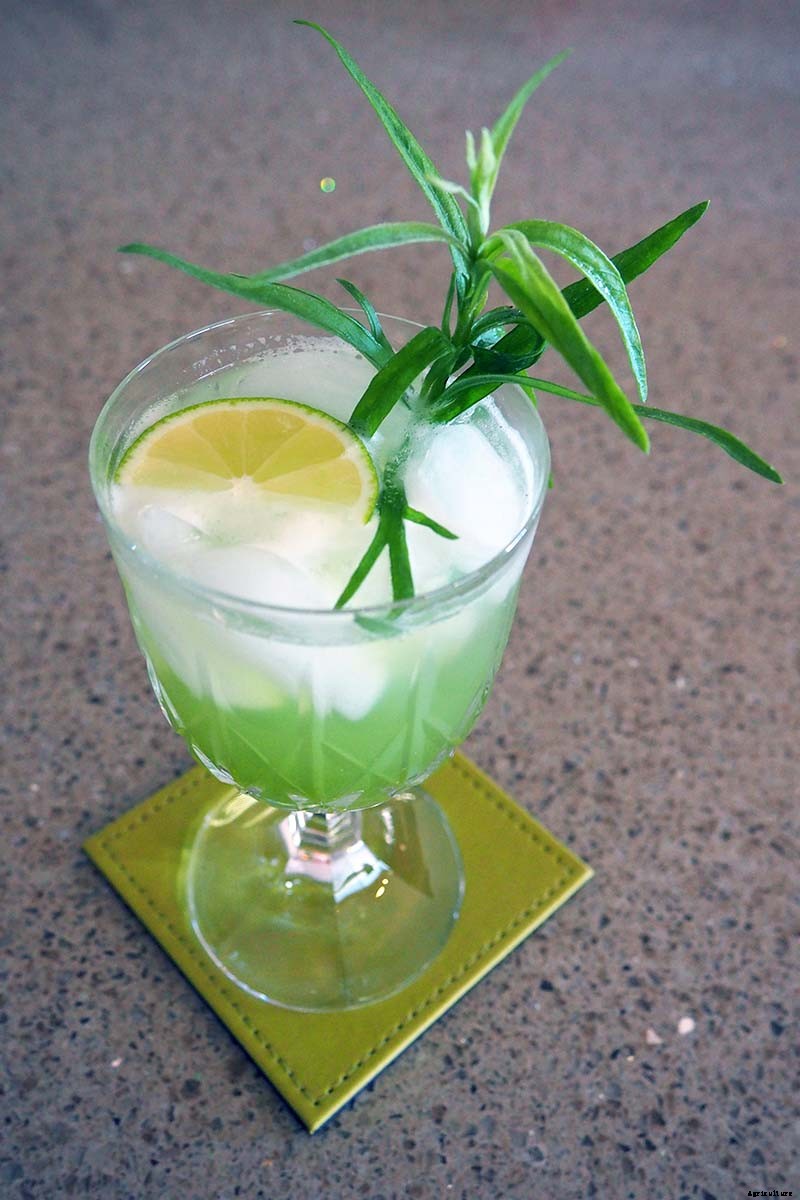 How to Grow and Care for French Tarragon