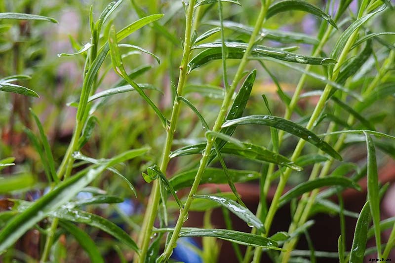How to Grow and Care for French Tarragon