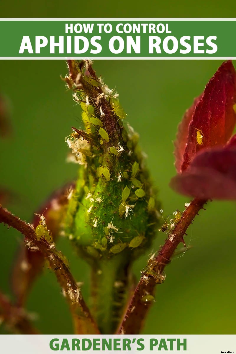 How to Control Aphids on Roses