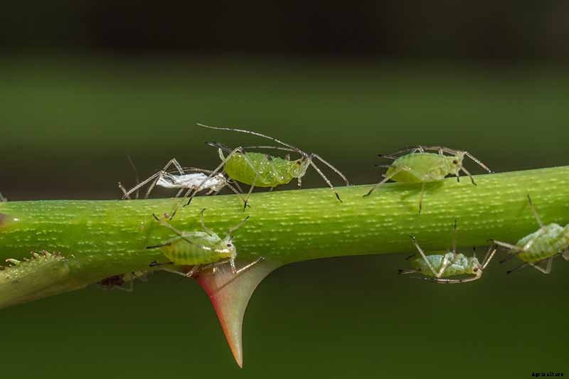How to Control Aphids on Roses