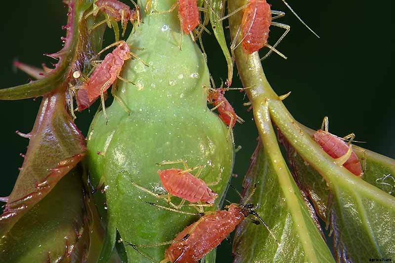 How to Control Aphids on Roses