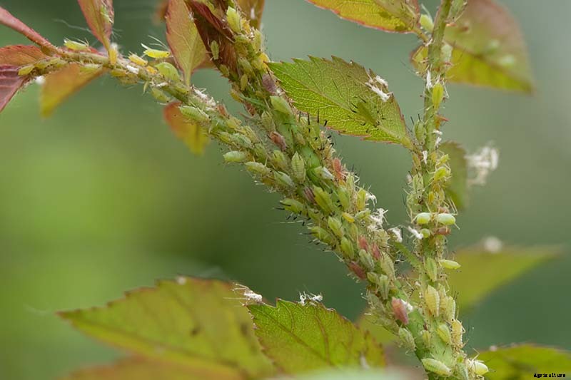 How to Control Aphids on Roses