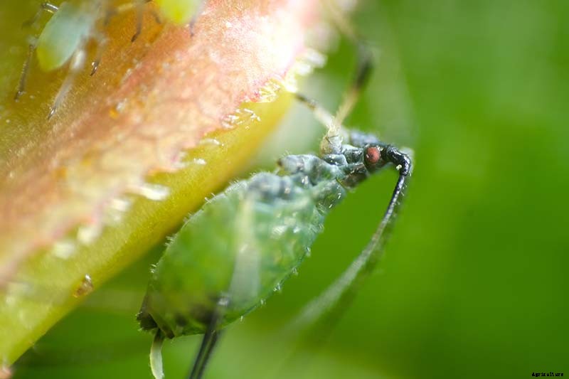 How to Control Aphids on Roses