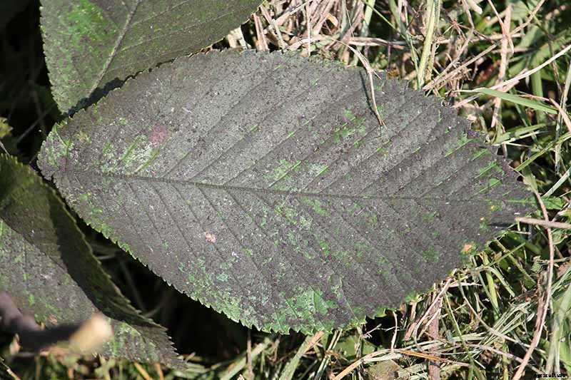 How to Control Aphids on Roses