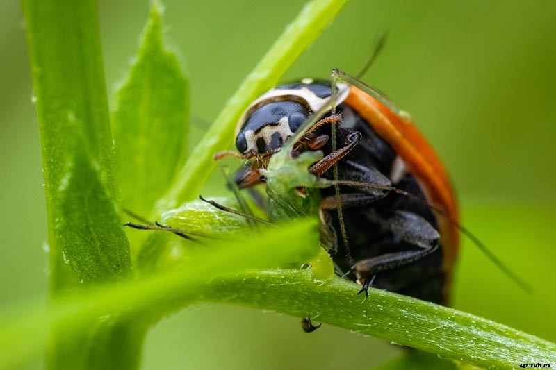 How to Control Aphids on Roses