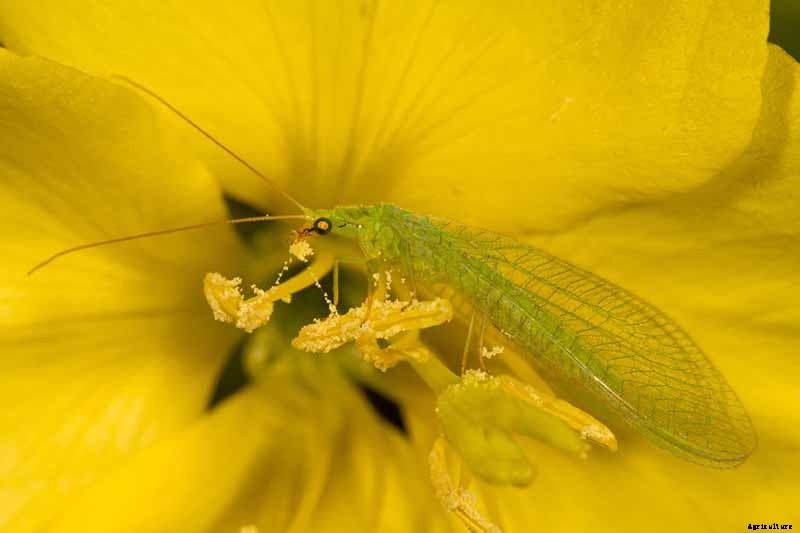How to Control Aphids on Roses
