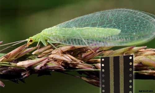 How to Control Aphids on Roses