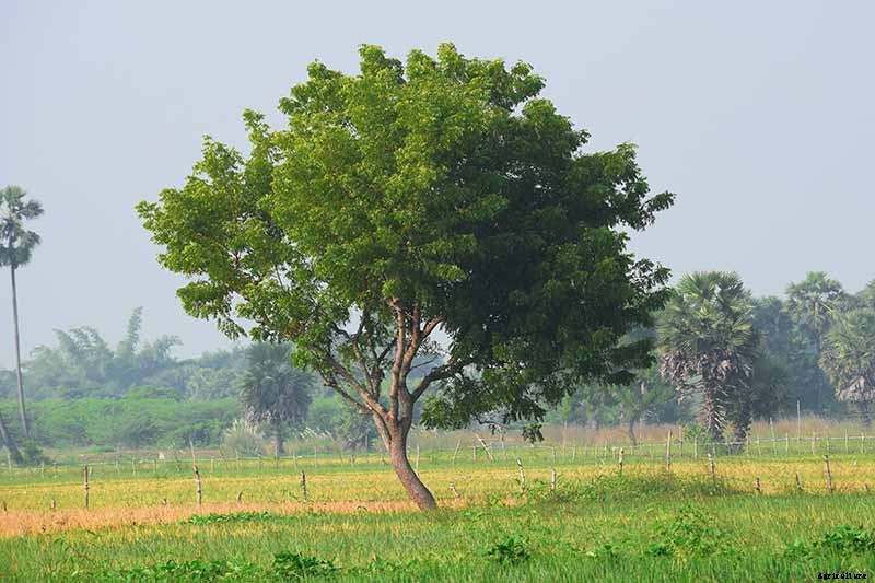 How to Control Aphids on Roses