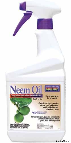 How to Control Aphids on Roses