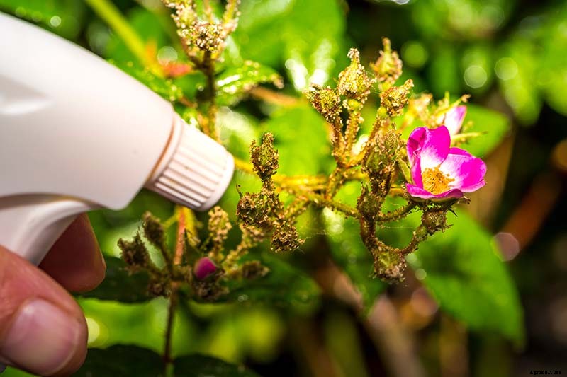 How to Control Aphids on Roses