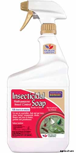 How to Control Aphids on Roses