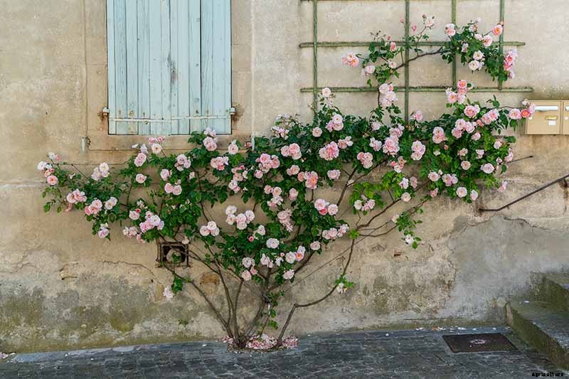 How to Control Aphids on Roses