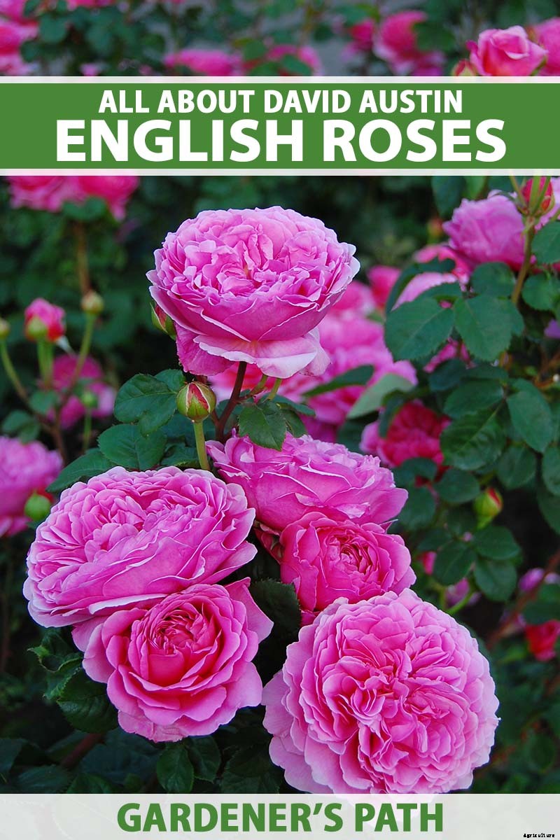 What Are David Austin English Roses?