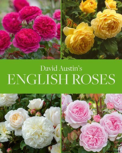 What Are David Austin English Roses?