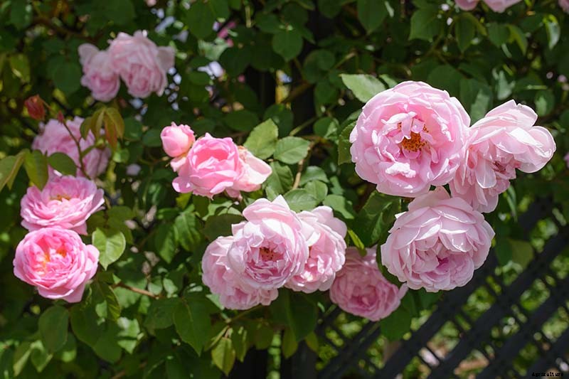 What Are David Austin English Roses?