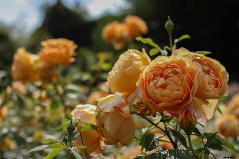 What Are David Austin English Roses?