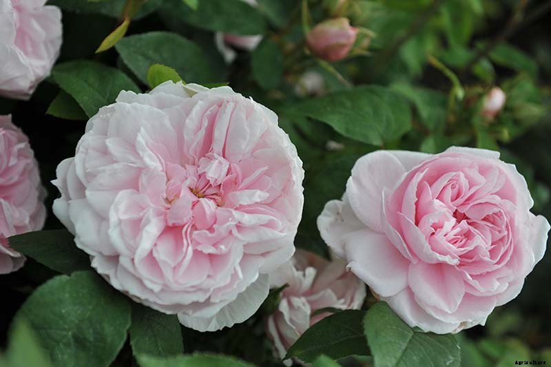 What Are David Austin English Roses?