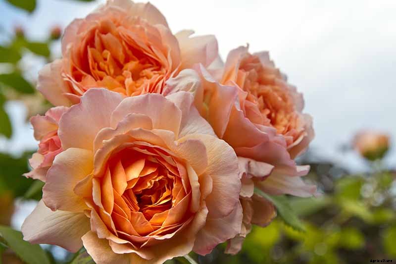 What Are David Austin English Roses?