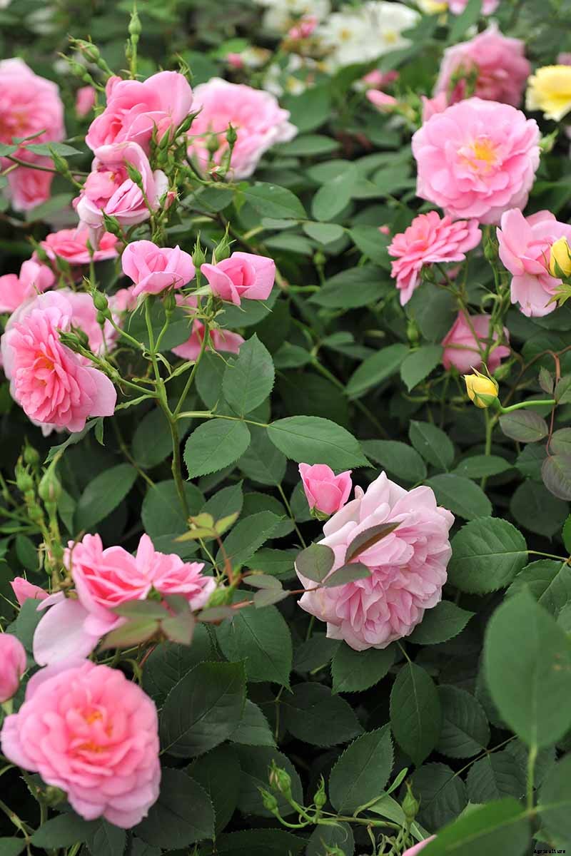 What Are David Austin English Roses?