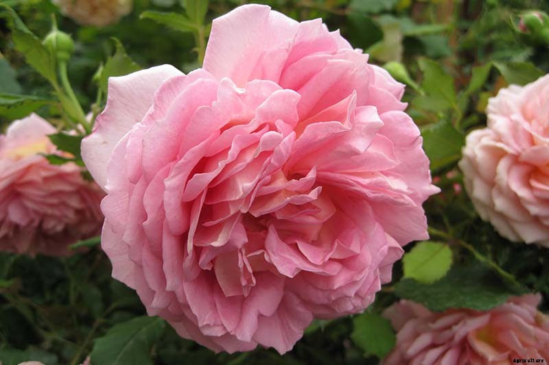 What Are David Austin English Roses?