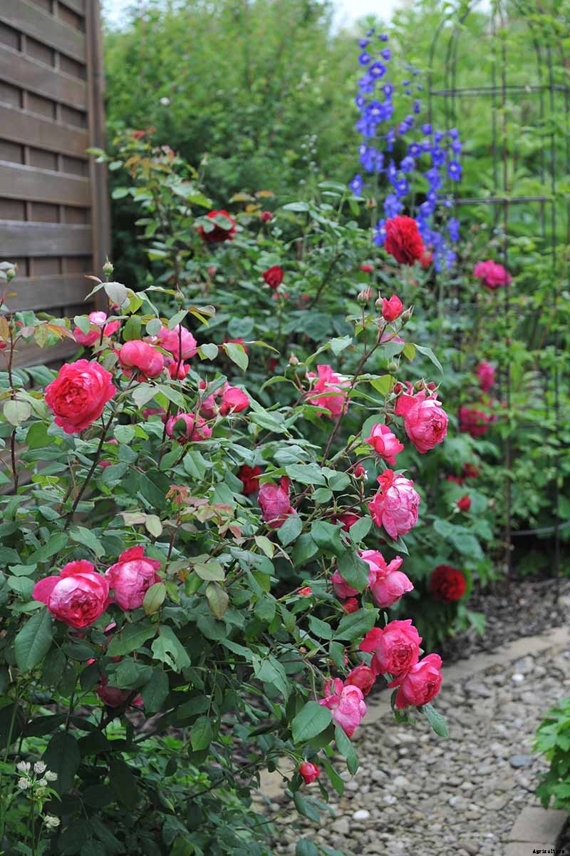 What Are David Austin English Roses?