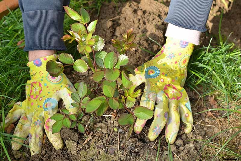 What Are David Austin English Roses?