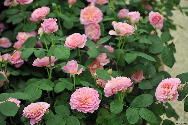 What Are David Austin English Roses?