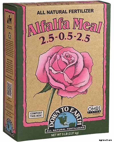 What Are David Austin English Roses?