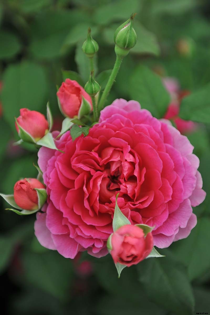 What Are David Austin English Roses?