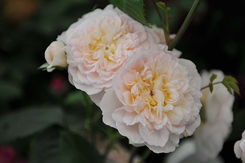 What Are David Austin English Roses?