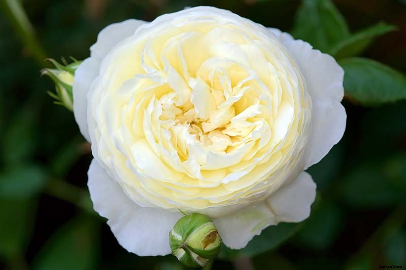 What Are David Austin English Roses?