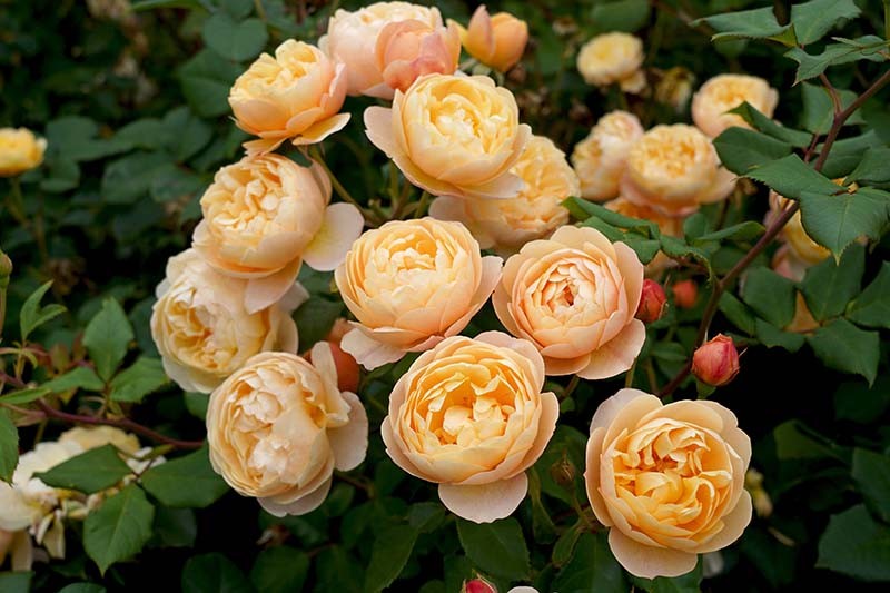 What Are David Austin English Roses?