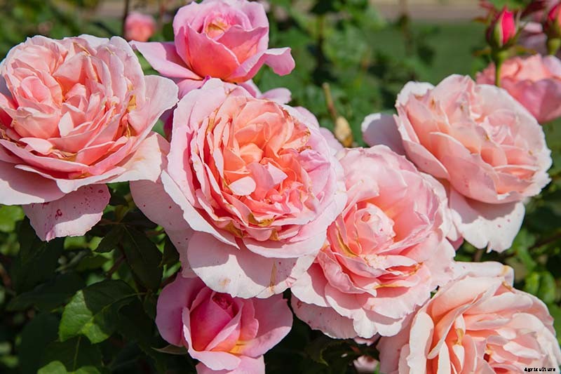 What Are David Austin English Roses?