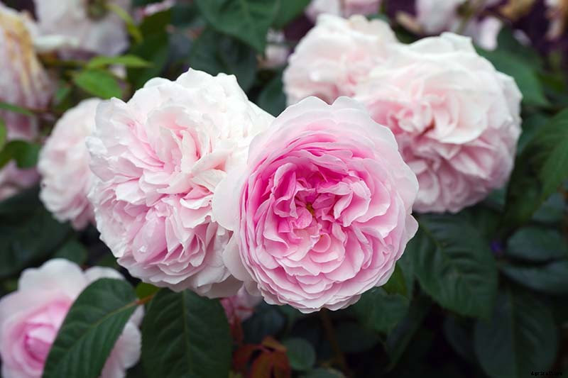 What Are David Austin English Roses?