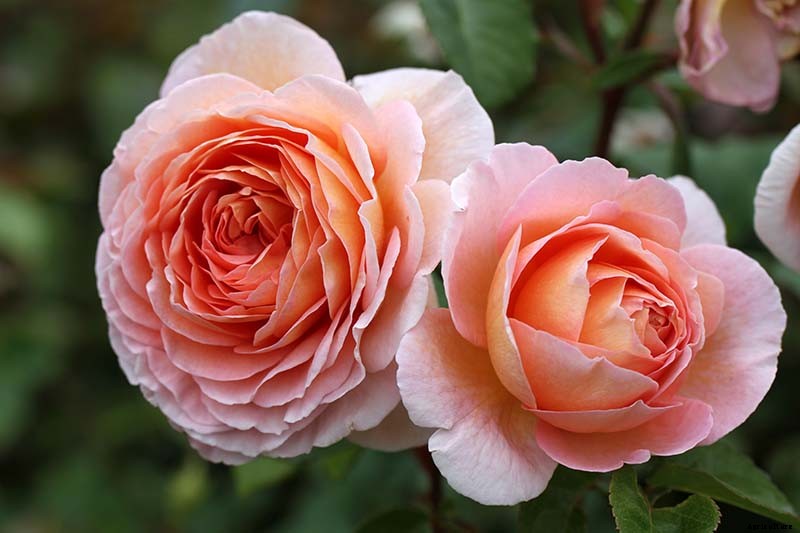 What Are David Austin English Roses?
