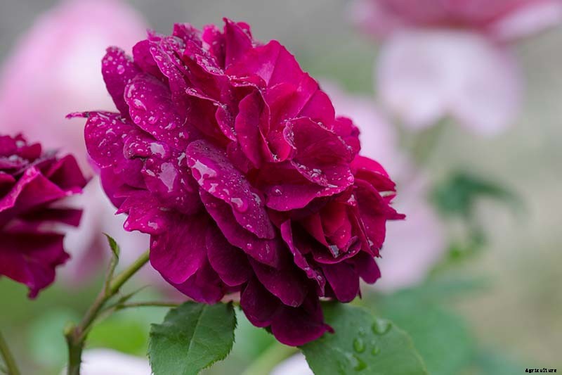 What Are David Austin English Roses?